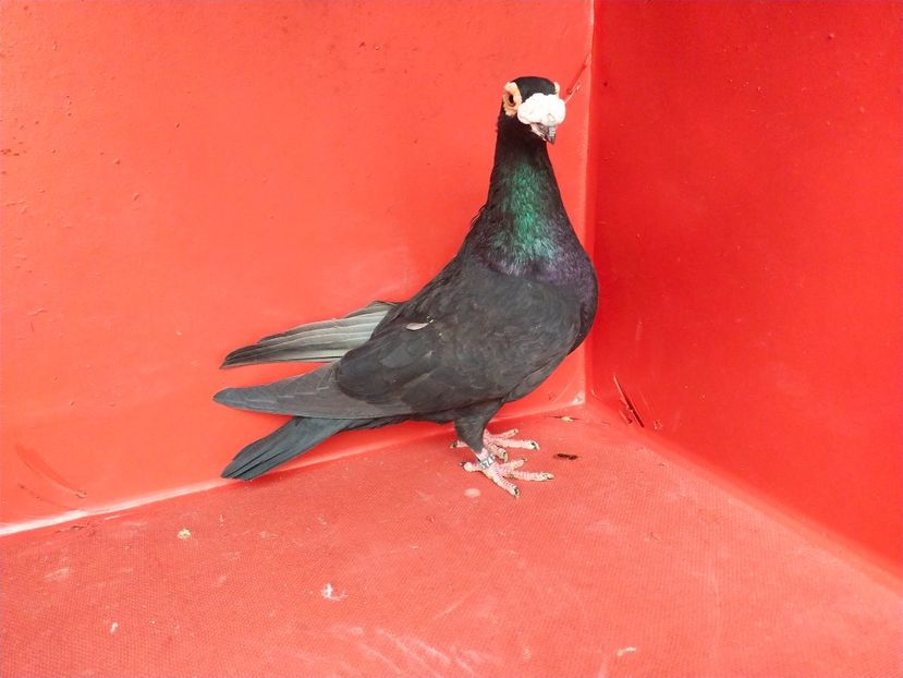  - VOIAJOR DE FRUMUSETE SAU STIL VECHI