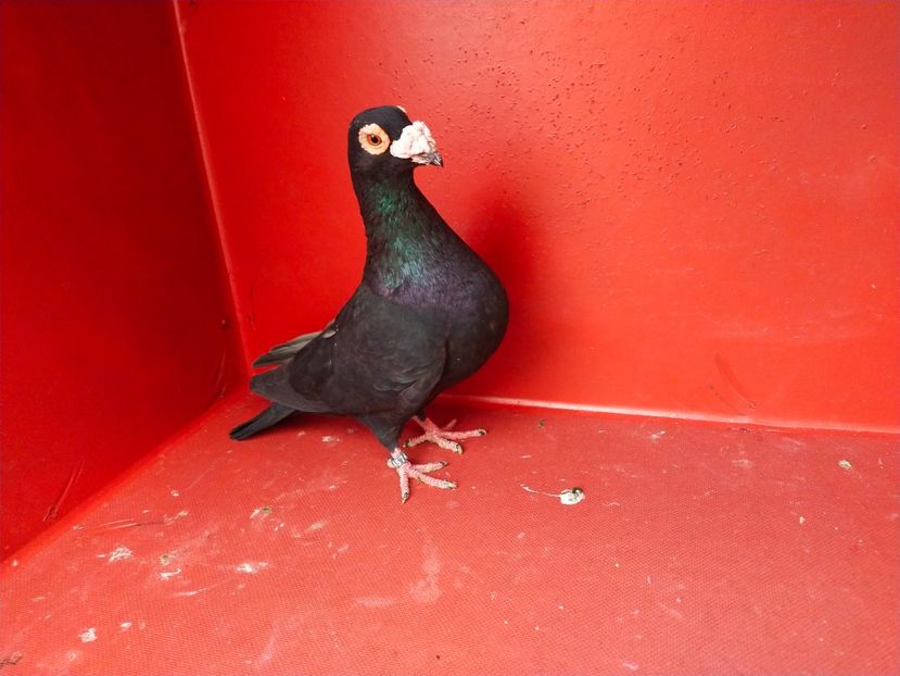  - VOIAJOR DE FRUMUSETE SAU STIL VECHI