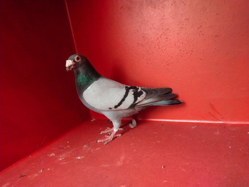  - VOIAJOR DE FRUMUSETE SAU STIL VECHI