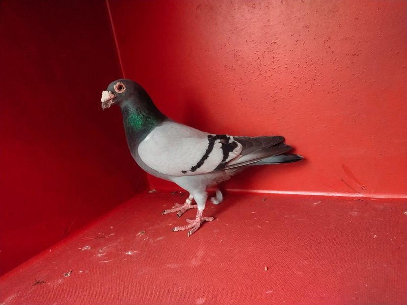  - VOIAJOR DE FRUMUSETE SAU STIL VECHI