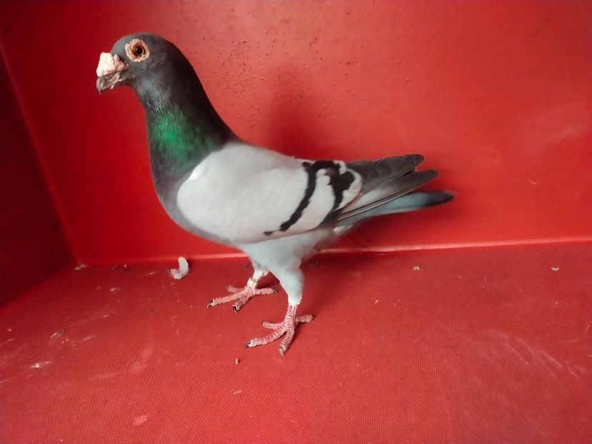  - VOIAJOR DE FRUMUSETE SAU STIL VECHI