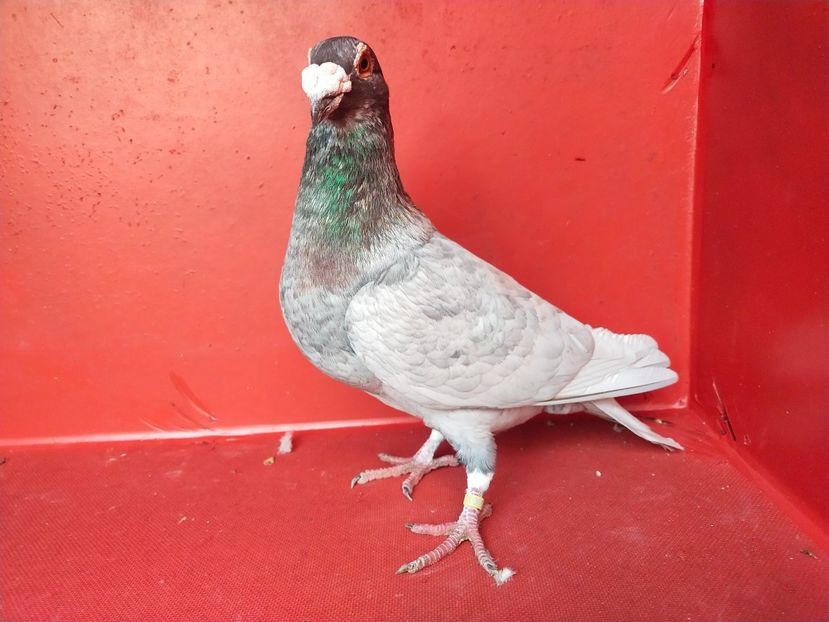  - VOIAJOR DE FRUMUSETE SAU STIL VECHI