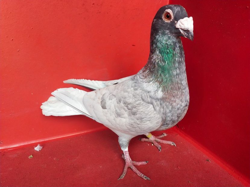  - VOIAJOR DE FRUMUSETE SAU STIL VECHI