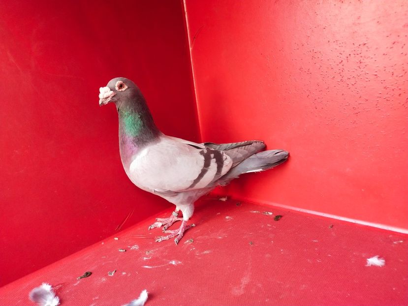  - VOIAJOR DE FRUMUSETE SAU STIL VECHI