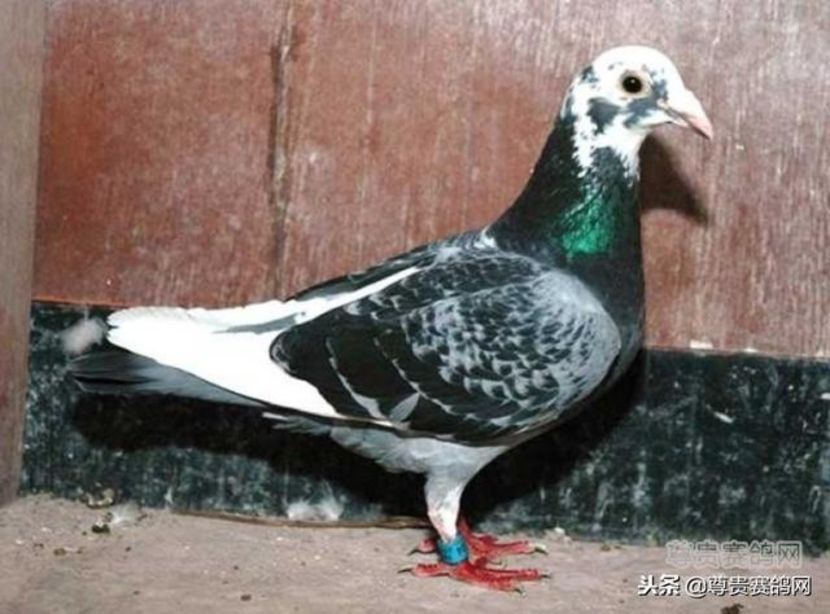 1 int Barcelona 2009 - Barcelona internațional