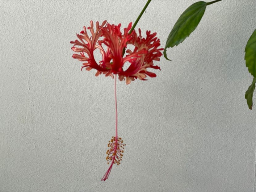  - Schizopetalus
