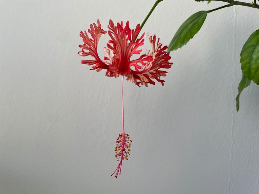  - 001 - Hibiscusi 2024 - 1