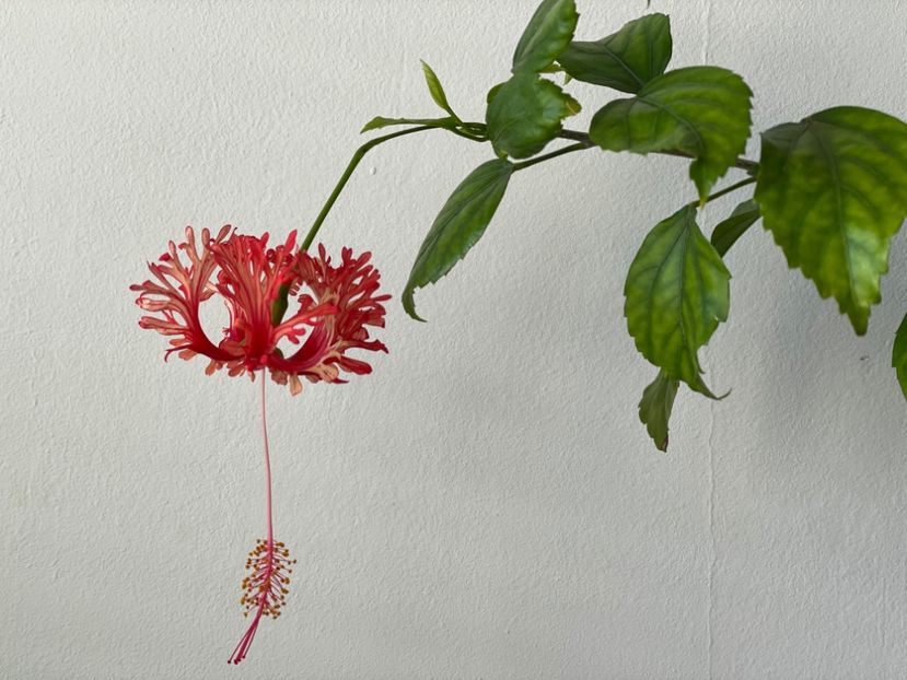  - 001 - Hibiscusi 2024 - 1