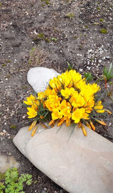  - 1 2024 Din nou cu natura impreuna !