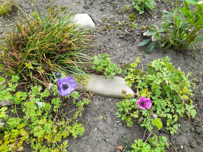  - 1 2024 Din nou cu natura impreuna !