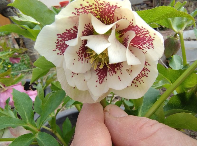  - Flori de gradină-2024