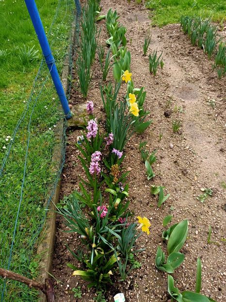 Img.2024.03.16 - A doua grădină