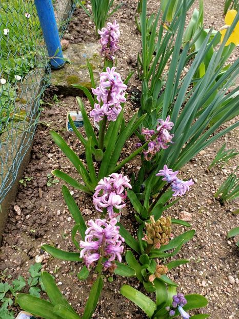 Img.2024.03.16 - A doua grădină