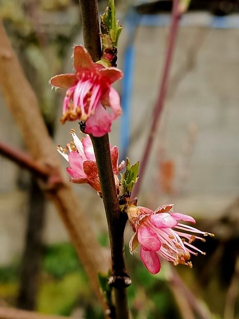Img.2024.03.16 - A doua grădină