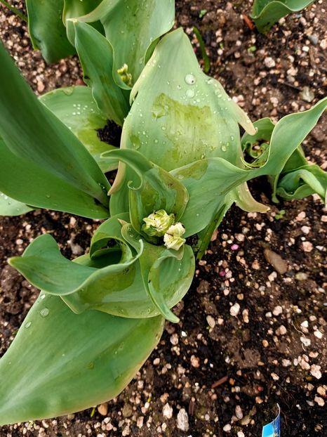 Img.2024.03.16 - A doua grădină