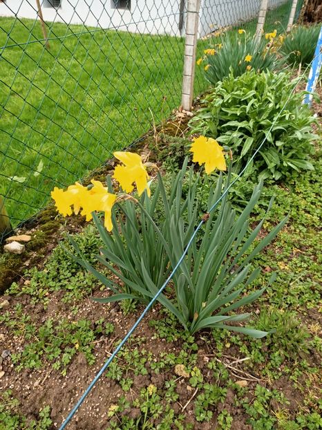 Img.2024.03.16 - A doua grădină