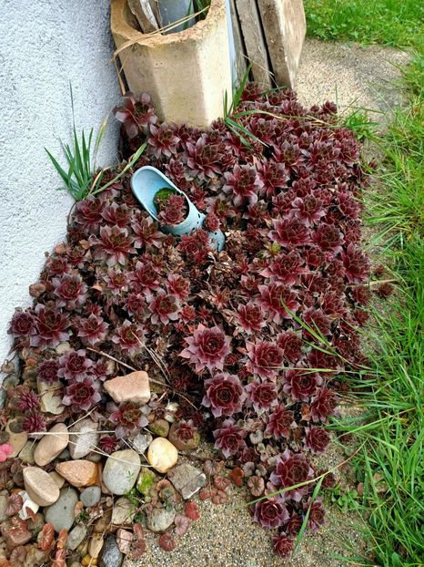 Img.2024.03.16 - A doua grădină