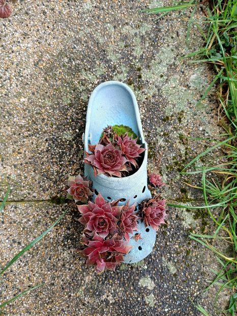 Img.2024.03.16 - A doua grădină