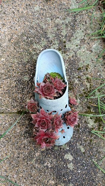 IMG-2024.03.16 - A doua grădină