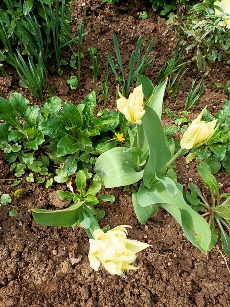 Img.2024.03.16 - A doua grădină