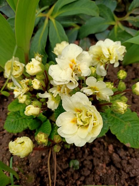 Img.2024.03.16 - A doua grădină