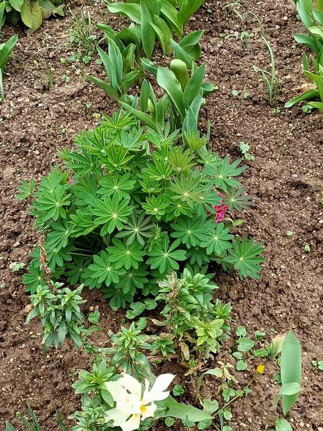 Img.2024.03.16-Lupine - A doua grădină