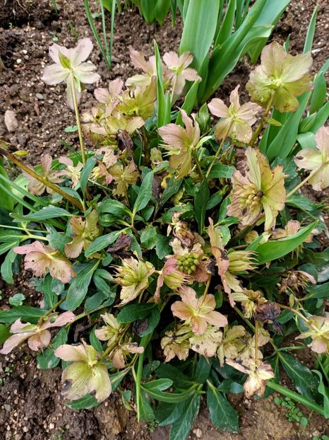 Img.2024.03.16-Heleborus/spânz - A doua grădină