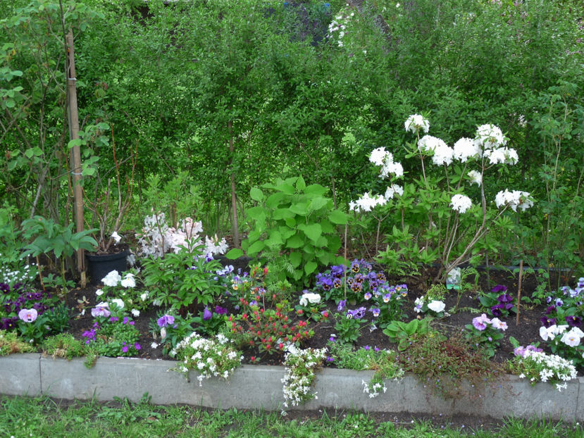 © - Azalee si Rhododendroni