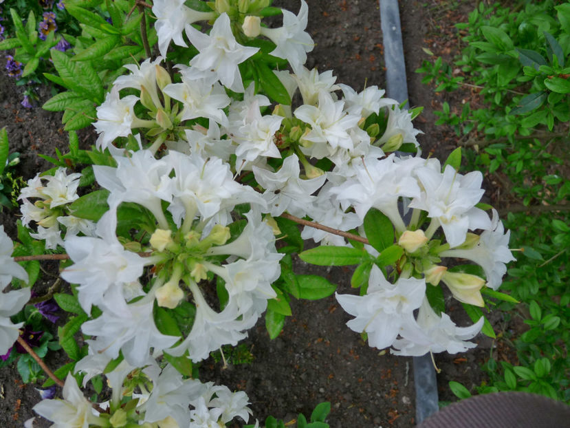 © - Azalee si Rhododendroni