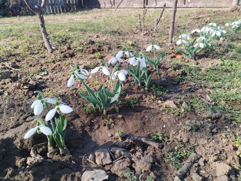  - PRIMĂVARĂ - VARĂ 2024