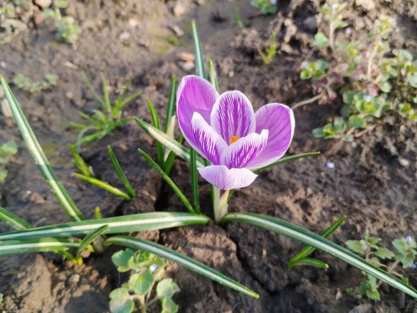  - PRIMĂVARĂ - VARĂ 2024