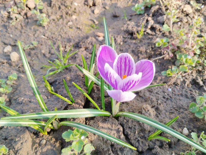  - PRIMĂVARĂ - VARĂ 2024