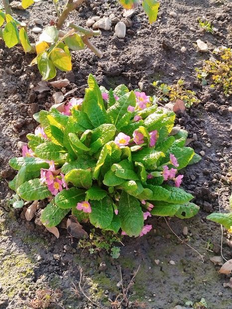  - PRIMĂVARĂ - VARĂ 2024