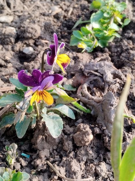  - PRIMĂVARĂ - VARĂ 2024