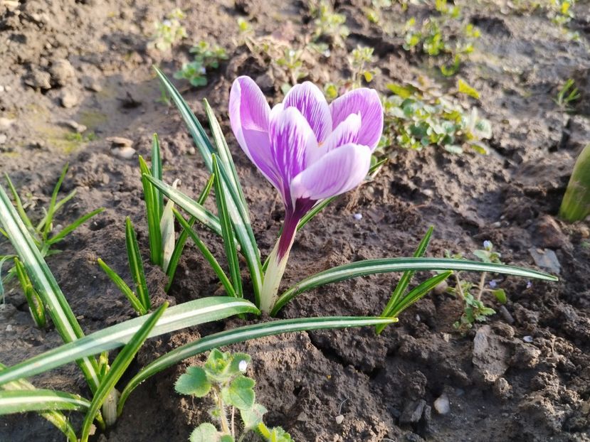  - PRIMĂVARĂ - VARĂ 2024