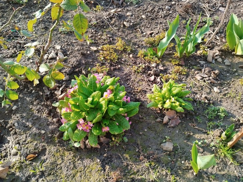  - PRIMĂVARĂ - VARĂ 2024