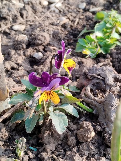  - PRIMĂVARĂ - VARĂ 2024