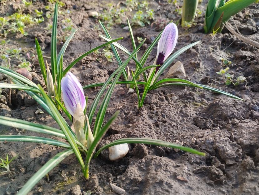  - PRIMĂVARĂ - VARĂ 2024