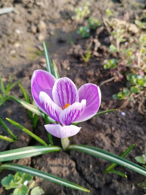  - PRIMĂVARĂ - VARĂ 2024