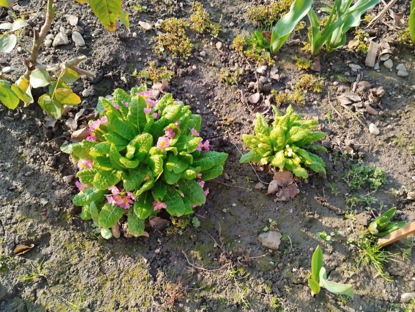  - PRIMĂVARĂ - VARĂ 2024