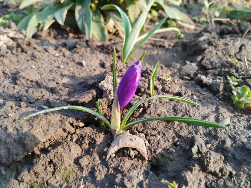  - PRIMĂVARĂ - VARĂ 2024