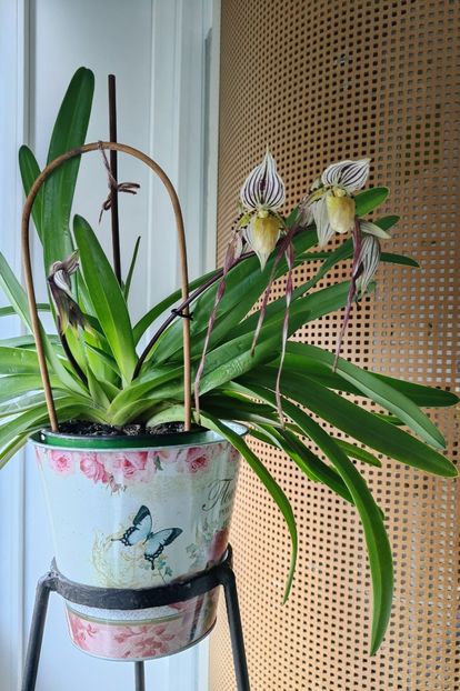 Paph. "Philippinense" - Orhidee_5_simpodiale fără pseudobulbi