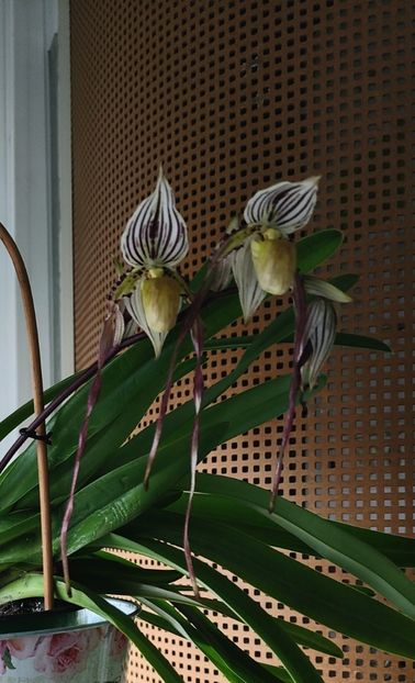 Paph. Philippinense - Orhidee_5_simpodiale fără pseudobulbi