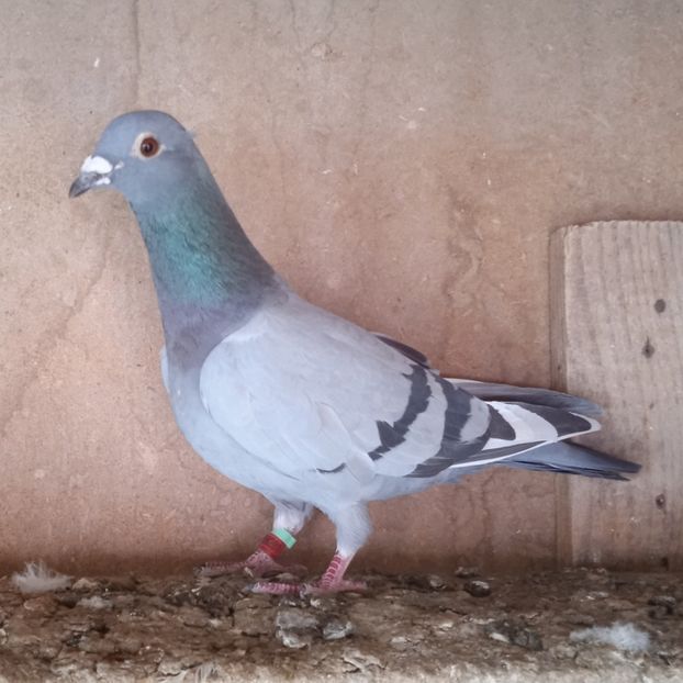 Femela 22-281 - Vânat list