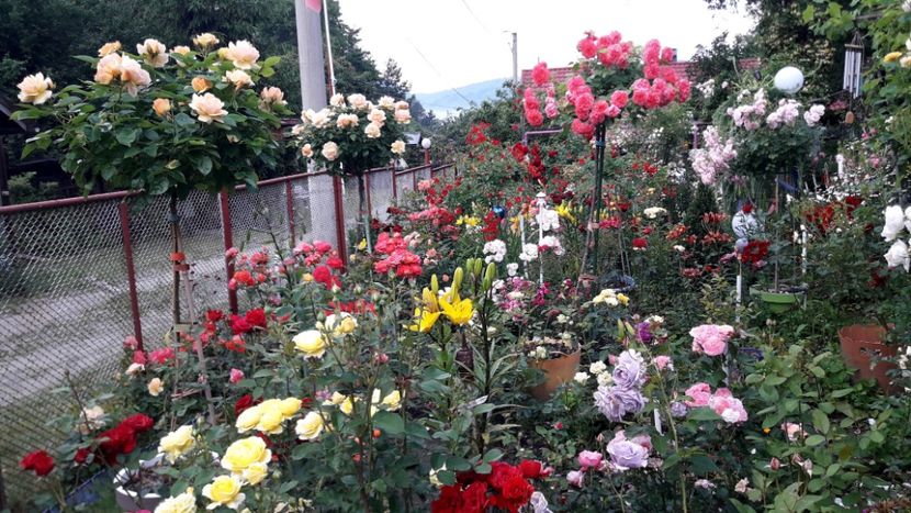  - ALBUM FINAL GRADINA 2023