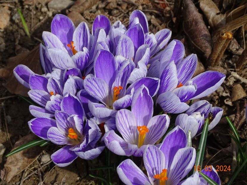 crocus Pickwick - z-Dobarland 2024