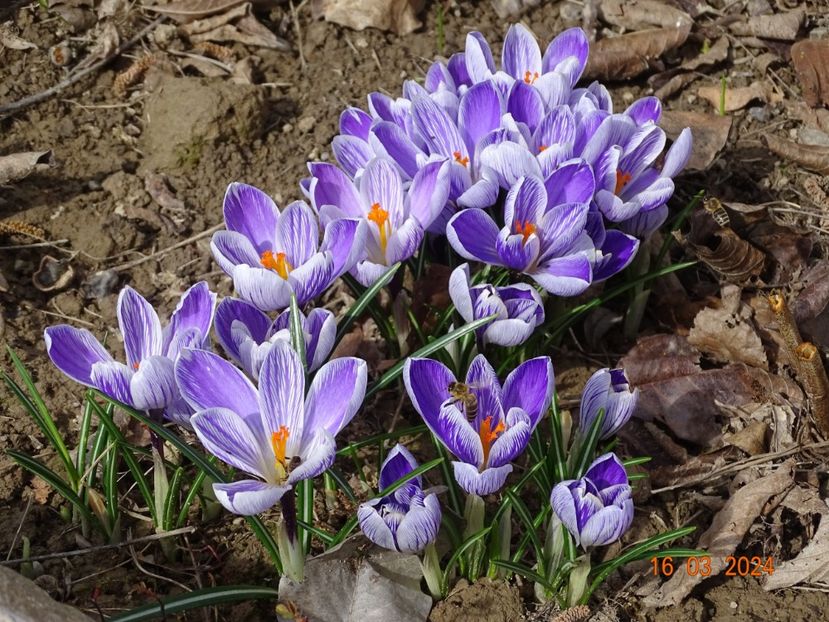 crocus Pickwick - z-Dobarland 2024