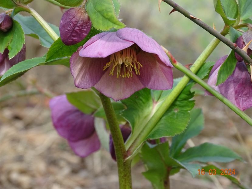seedling - z-Dobarland 2024