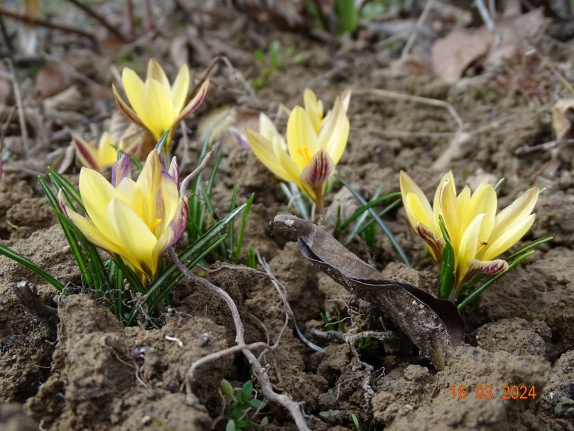 crocus Advance - z-Dobarland 2024