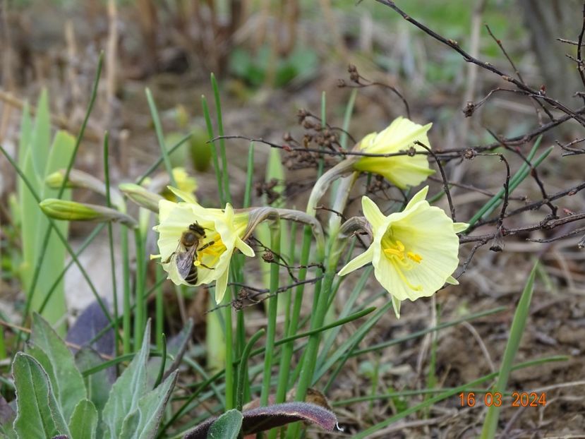 Arctic Bells - z-Dobarland 2024